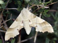 Marumba-quercus_самка_Шизе